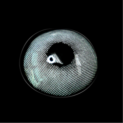 Lentes de contacto de color blanco Lemon Hind